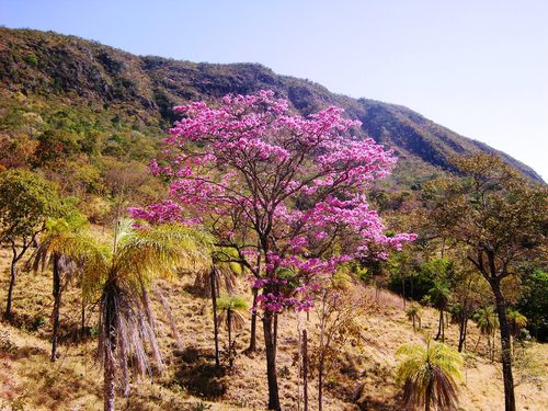 Ipê roxo no pé da Serra de Jaraguá